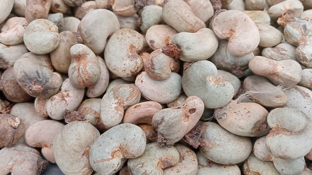 La baisse de la production d'anacardes s'explique par des conditions climatiques défavorables et des pratiques culturales inadaptées.